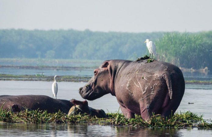 Hippo in Murchison Falls National Park