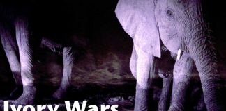 The Ivory wars at Zakouma National Park Zakouma Ivory Wars