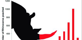 South Africa Rhino Death Toll Released Rhino Poaching