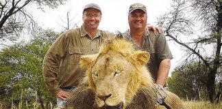 Zimbabwe’s Most Beloved Lion Cecil Killed by a Trophy Hunter Cecil the Lion