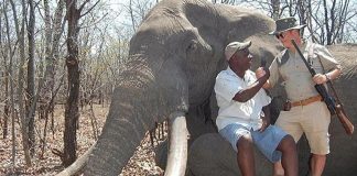 German Tourist Kills 50-year-old Elephant in Zimbabwe German Tourist Kills Elephant
