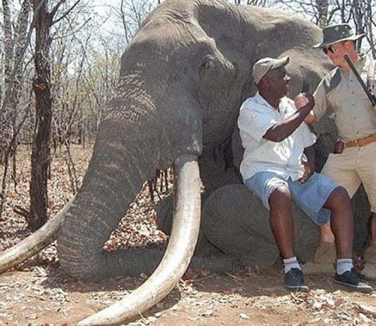 German Tourist Kills 50-year-old Elephant in Zimbabwe German Tourist Kills Elephant