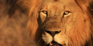Lion Numbers Could Be Halved Across Africa By 2035, Study Warns Lion Eyes