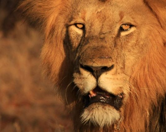 Oxygen Cancels Shawty Lo’s “All My Baby Mama’s” Lion Eyes