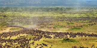 Serengeti Safe Despite the Drummer of Tourists & Lions Serengeti National Park