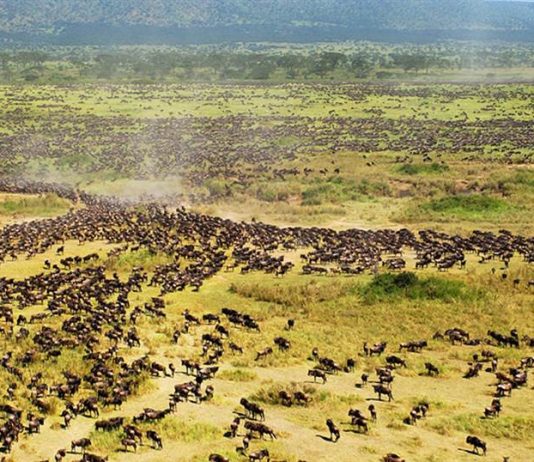Serengeti Safe Despite the Drummer of Tourists & Lions Serengeti National Park