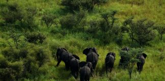 Alarming Poaching Threatens Entire South Sudan Wildlife Nimule Elephants