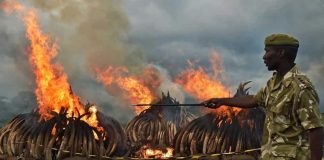 Kenya Burns Biggest Stockpile Of Ivory Kenya Burns Ivory