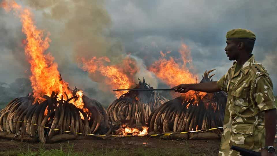 Kenya Burns Ivory
