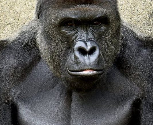 Harambe’s Death Shine Light On Extinction Threat Facing Africa’s Gorillas Harambe the Gorilla