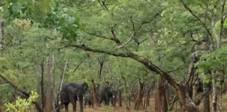 Three Kasanka Elephants need your help Kasanka Elephant