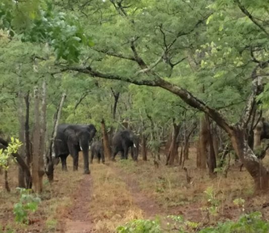 Three Kasanka Elephants need your help Kasanka Elephant