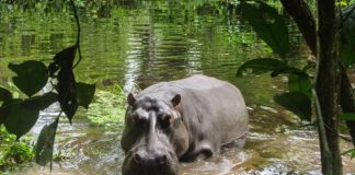 Rare Sighting: Hippos in the Congo Rainforest Rain Forest Hippo in Congo