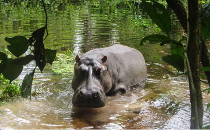 Rain Forest Hippo in Congo