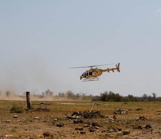 A Successful Rhino Rescue Rhino Rescue