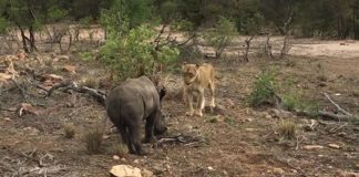 An unusual sighting at Tanda Tula Tunda Tula Wildlife Encounter