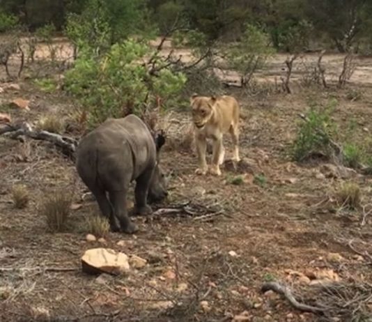 An unusual sighting at Tanda Tula Tunda Tula Wildlife Encounter