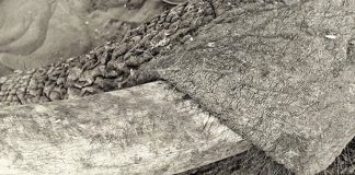 Zimbabwe Wants to Sell Ivory Stockpile to China Zimbabwe Ivory