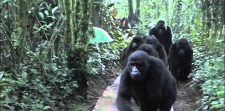 Touched by a Wild Mountain Gorilla