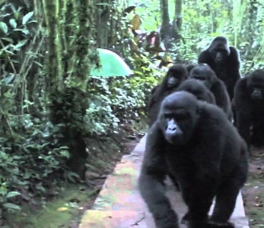 Touched by a Wild Mountain Gorilla