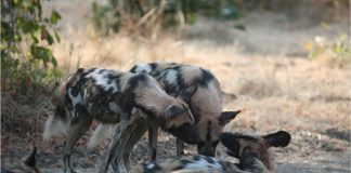 Wild Dogs Make an appearance for guests in South Luangwa Wild Dogs in South Luangwa