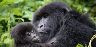 Rwanda Doubles the Price of Gorilla Permits Rwanda Gorillas