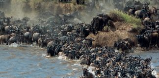 2017 Great Wildebeest Migration is On! Great Wildebeest Migration