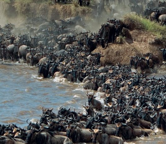 2017 Great Wildebeest Migration is On! Great Wildebeest Migration