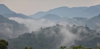 More Tourists Opting for Gorilla Trekking in Uganda Bwindi Impenetrable Forest