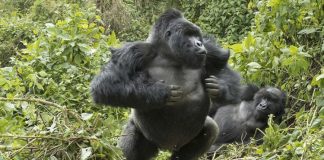 Adventures Unlimited Offers Exclusive Gorilla Safaris in Africa Mountain Gorilla
