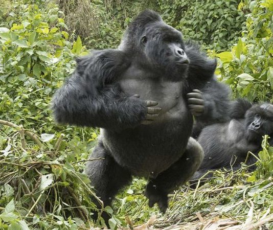 Adventures Unlimited Offers Exclusive Gorilla Safaris in Africa Mountain Gorilla