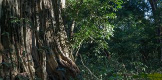 Mangochi Forest Reserve now managed by African Parks Mangochi Forest Reserve