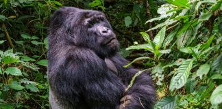 Trek the African Gorillas at only US$200 Congo Gorilla Safari