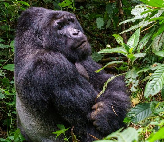 Trek the African Gorillas at only US$200 Congo Gorilla Safari