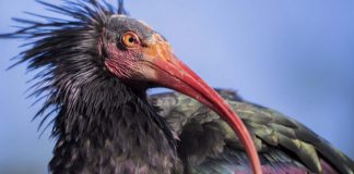 Morocco – A Bald Ibis Break! Bald Ibis