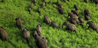 DR Congo’s Garamba National Park Marks 80th Anniversary Garamba National Park