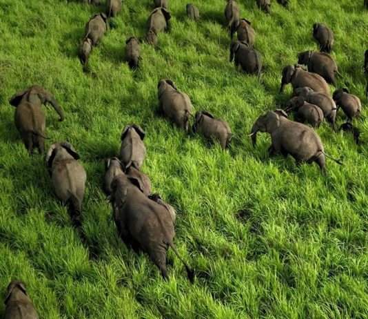 DR Congo’s Garamba National Park Marks 80th Anniversary Garamba National Park