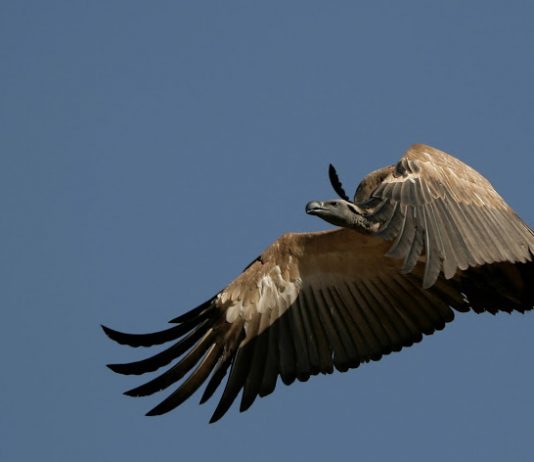The Wild Ones: New TV series to shine light on SA’s Endangered species Cape Vulture