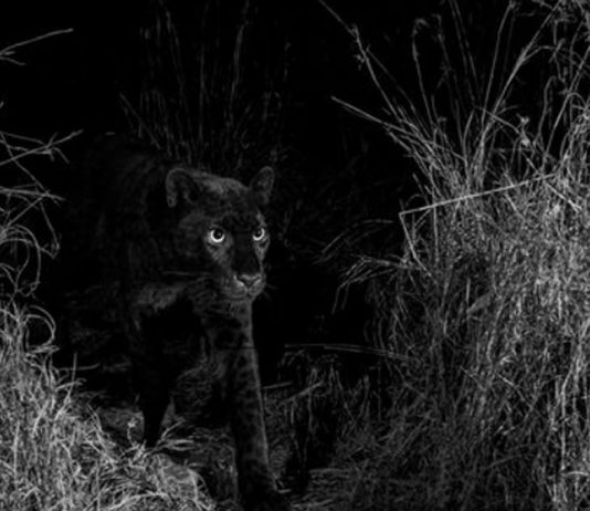 Rare Black Leopard Spotted in Laikipia for First time Black Panther in Lakipia