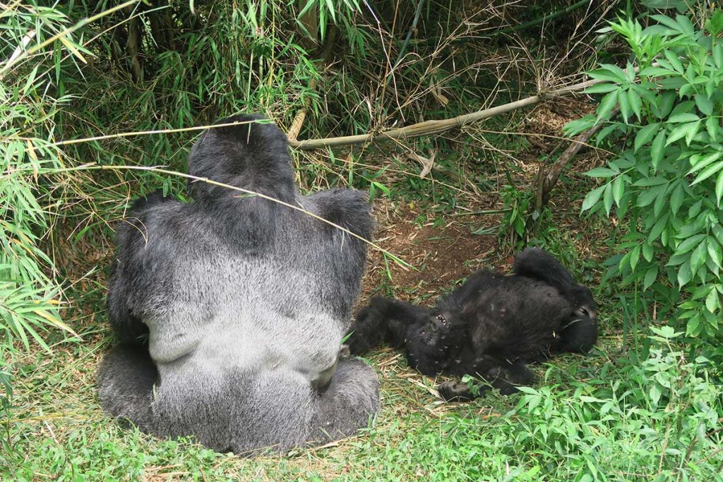 Gorilla Trekking in Rwanda