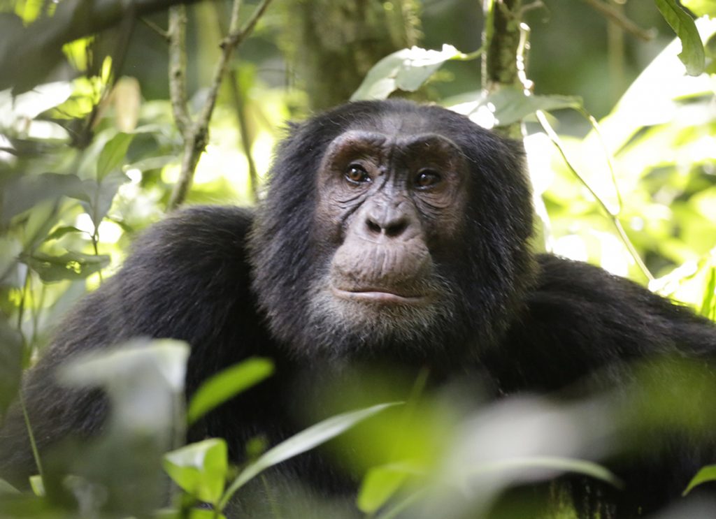 Kibale Chimpanzee
