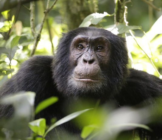 The Thrilling Beauty of Kibale Forest Kibale Chimpanzee