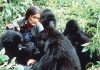 10 Fascinating Facts About Gorillas Dian Fossey and the Mountain Gorillas