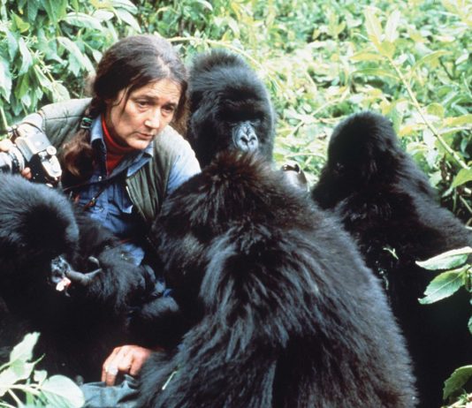 10 Fascinating Facts About Gorillas Dian Fossey and the Mountain Gorillas