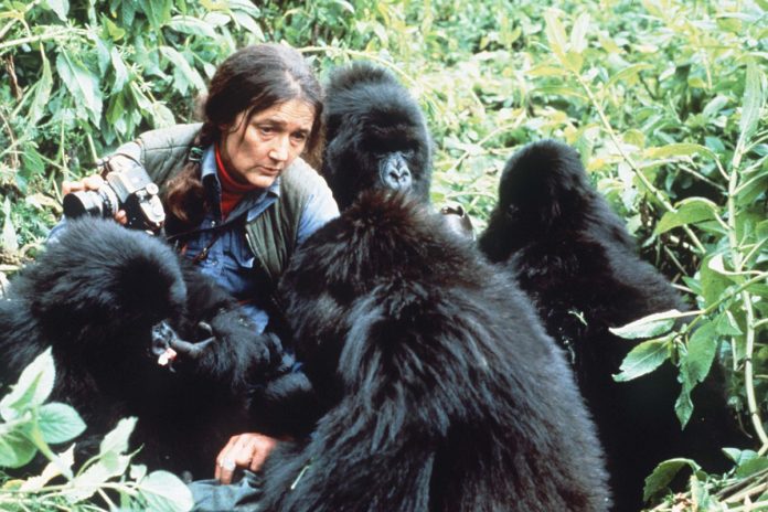 dian-fossey Dian Fossey and the Mountain Gorillas