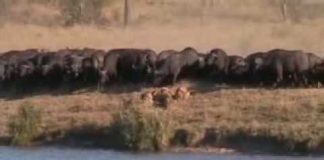 The Battle at Kruger National Park