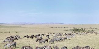 Surpassing Wildebeests, Zebras Hold New Record for Longest Migration Great Zebra Migration