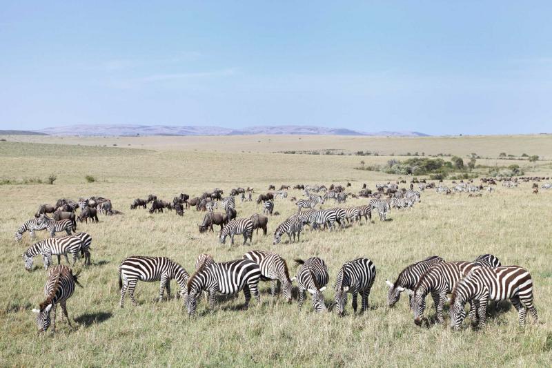 Great Zebra Migration
