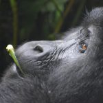 Gorilla trips in Uganda