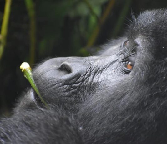 Exploring Uganda’s Top Primates – Gorillas, Chimps & Golden Monkeys